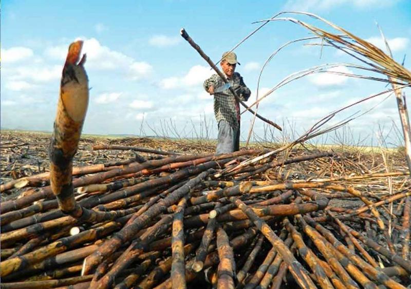 Perú tiene los mejores rendimientos agrícolas del mundo en caña de azúcar