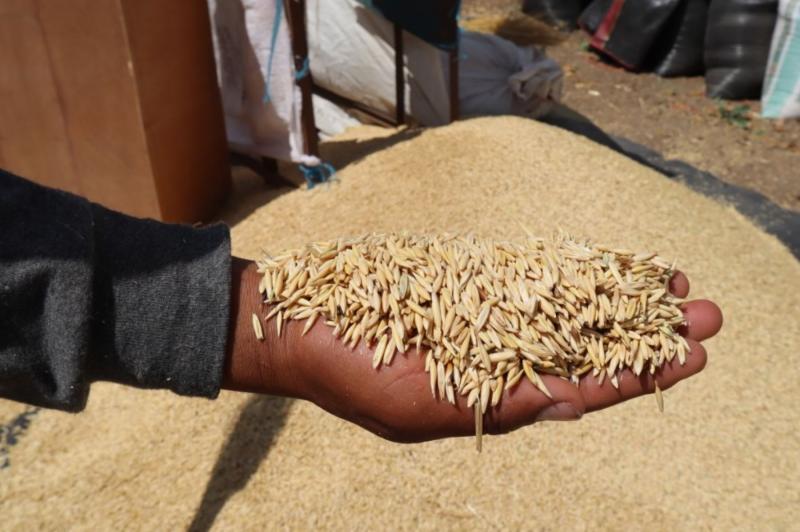 Perú tiene potencial para convertirse en proveedor de semillas de calidad para el mercado interno y externo