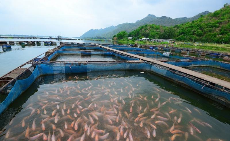 Perú tiene recursos para convertirse en potencia exportadora acuícola