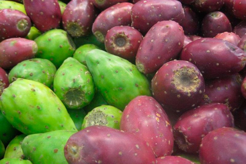 Perú todavía no aprovecha el potencial de negocio de las tunas