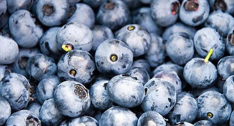 Peru would have become the world´s largest exporter of blueberries