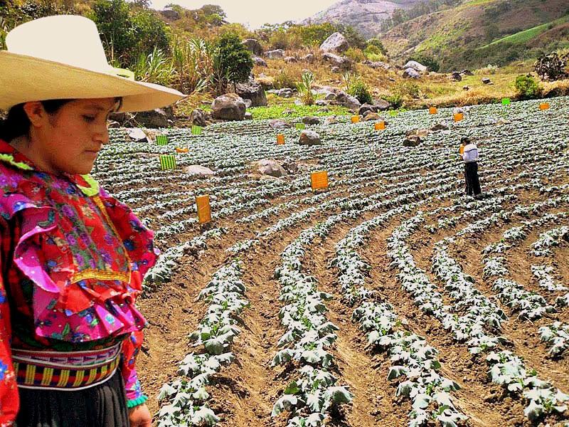 PERÚ Y CHINA REALIZARÁN INVESTIGACIONES CONJUNTAS EN MEJORAMIENTO DE CULTIVOS 