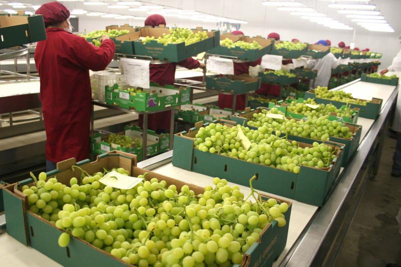 Perú ya es el tercer país exportador mundial de uva de mesa