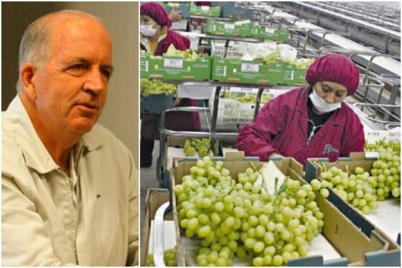 Perú ya perdió un 5% de uva de mesa pronosticada para exportar en la campaña 2022/2023 debido a bloqueos y de repetirse dicha medida podría perder el 10%