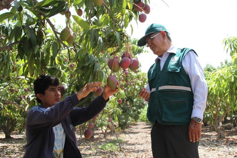 PERÚ YA PUEDE EXPORTAR MANGO FRESCO A COREA DEL SUR