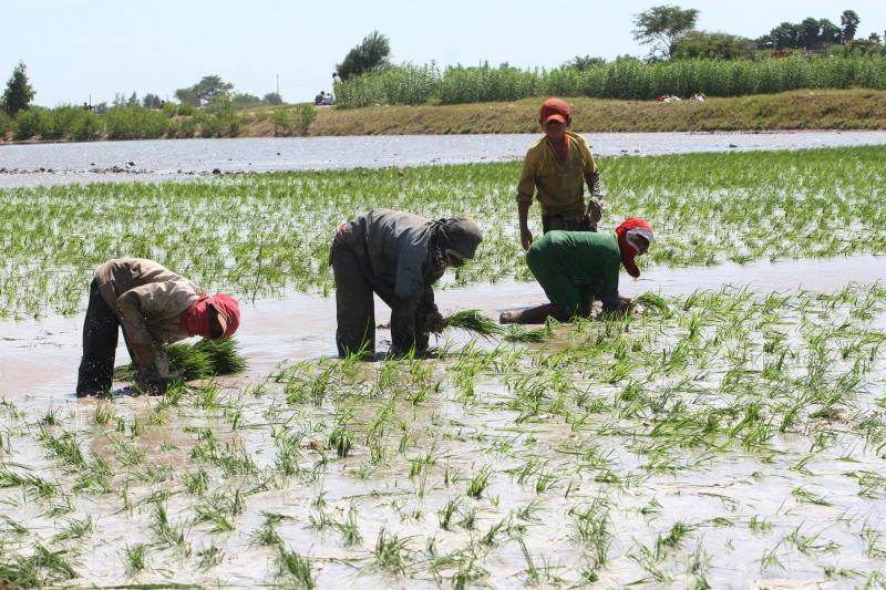 Perucámaras: Loreto es la región que más áreas de cultivos perdió por el Niño Costero