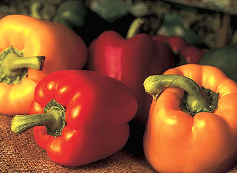 PIMIENTO MORRÓN FRESCO INGRESARÍA A EE.UU. EN 2015