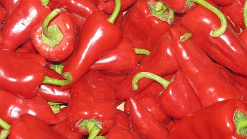 Pimiento piquillo procedente de Perú llegó a 9 mercados en septiembre