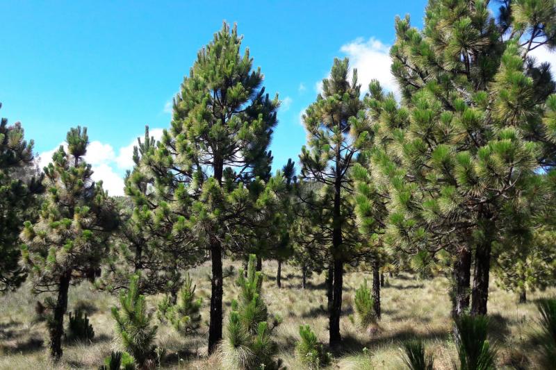 Pino es la plantación forestal con el mayor potencial maderable de Cajamarca
