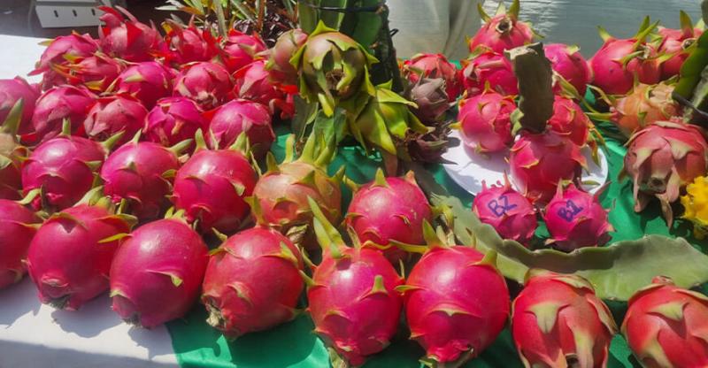 Pitahaya en Piura: Exceso de oferta dificulta rentabilidad para productores
