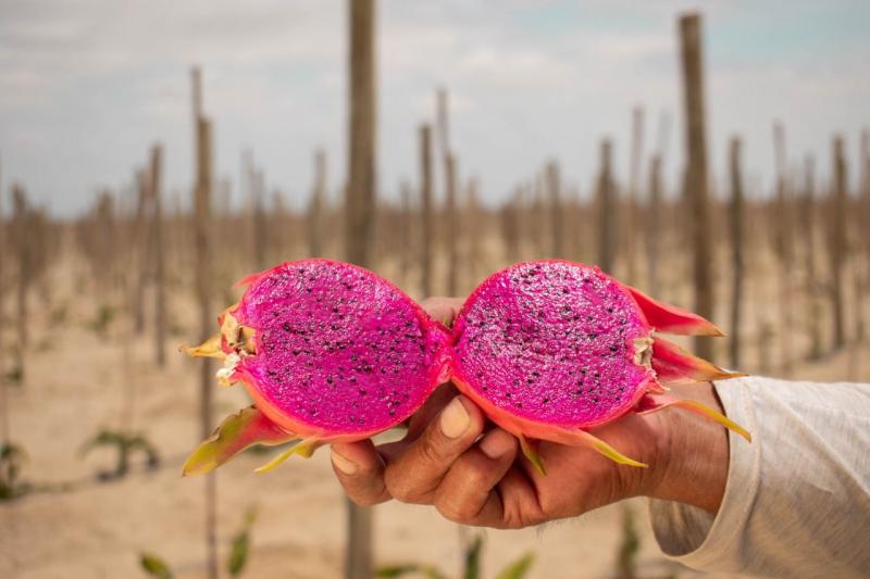 Pitahaya peruana participará en la feria Fruit Attraction en Madrid, a través del Proyecto Terra