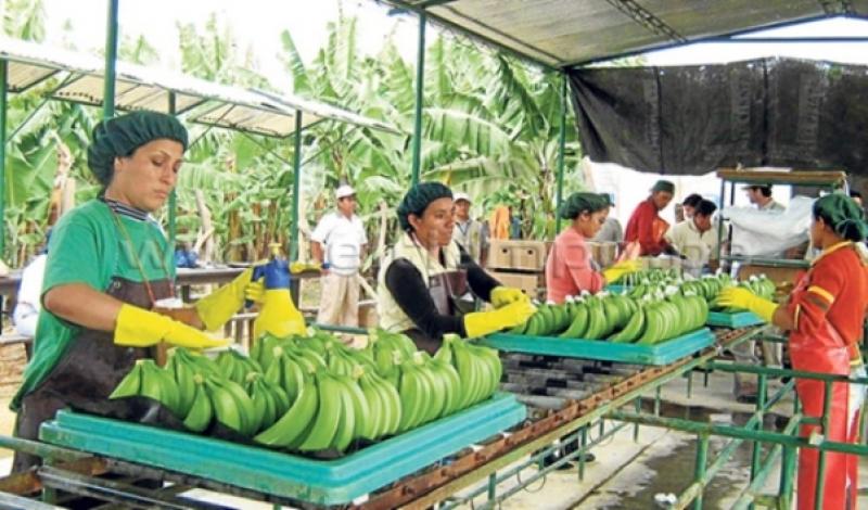 PIURA: ‘CLIMA Y DESCUIDO POLÍTICO PERJUDICAN CULTIVOS DE CAFÉ Y BANANO’  