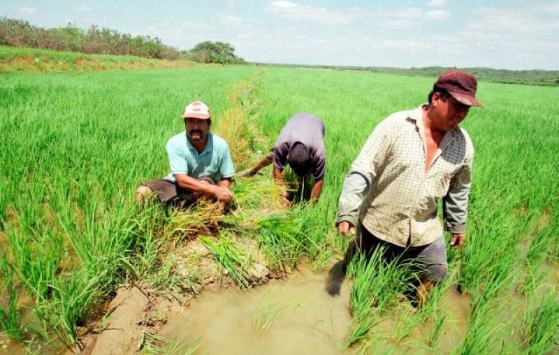 PIURA: 200 PRODUCTORES ARROCEROS DEL VALLE DE SAN LORENZO FUERON CAPACITADOS