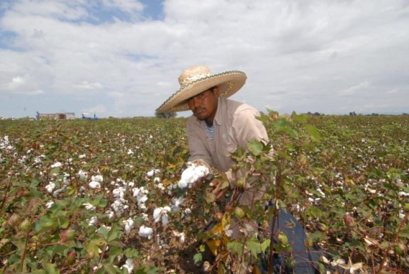 PIURA: CAPACITAN A ALGODONEROS PARA EVITAR PLAGAS