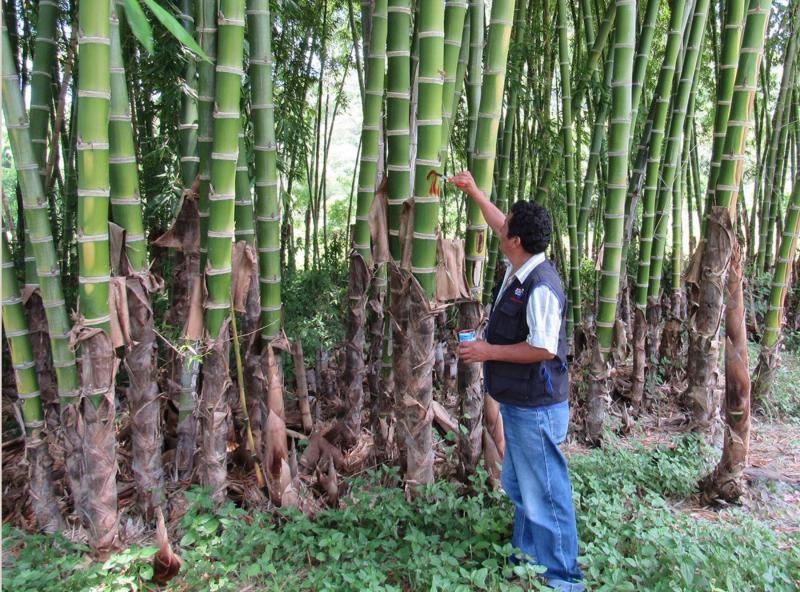 PIURA: COMUNIDADES CAMPESINAS APUESTAN POR PLANTACIONES DE CAÑA DE GUAYAQUIL