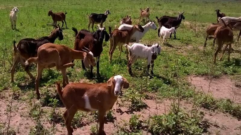 Piura cuenta con 326.717 cabezas de ganado caprino al año 2025