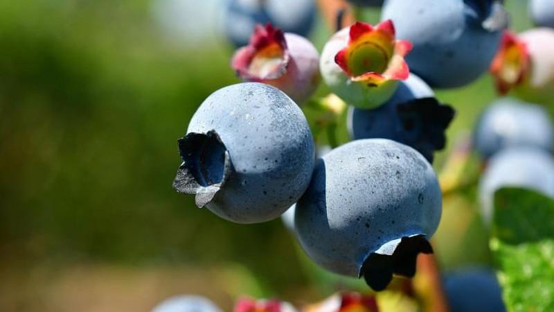 Piura cuenta con 881 hectáreas de arándanos con una producción de 10.213 toneladas