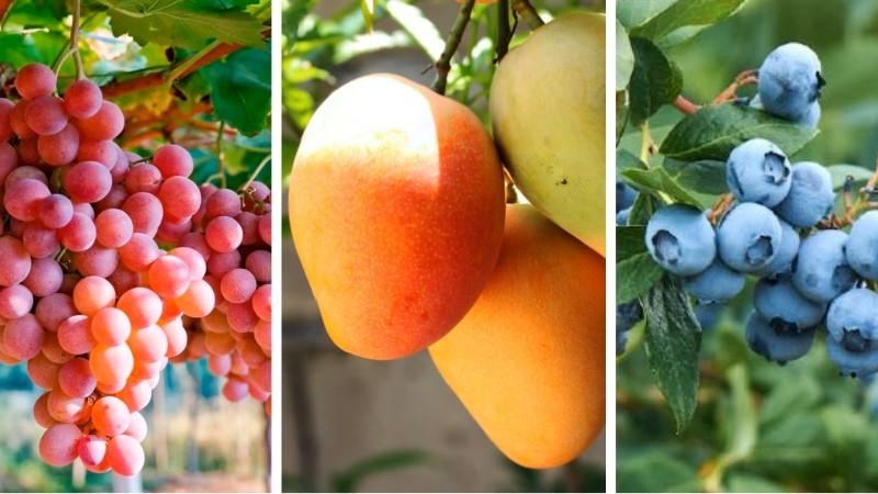 Piura: el calor adelanta la uva, frena la floración del mango y estresa al arándano