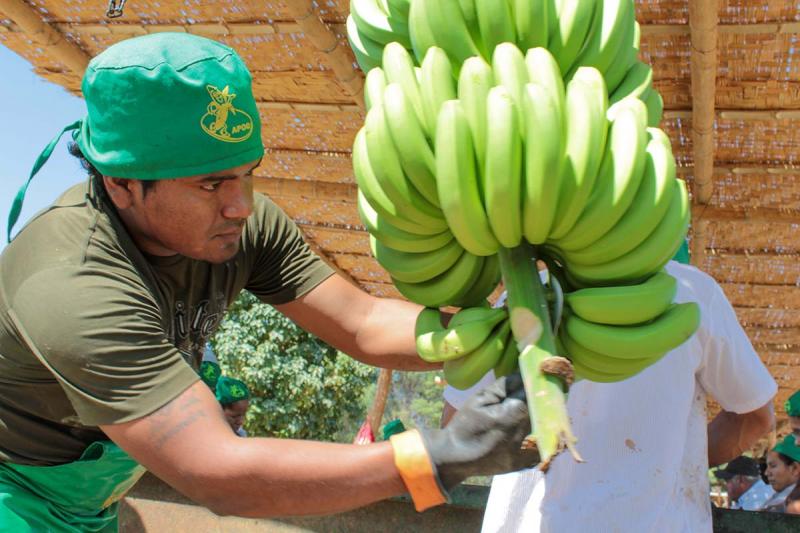 Piura es la gran región exportadora de banano peruano