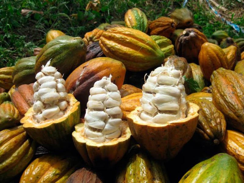 Piura lanza concurso para elegir la mejor variedad de cacao de la región