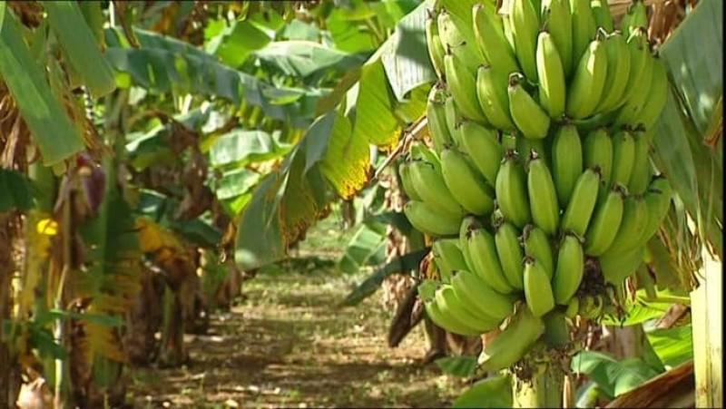 Piura: Más de 1.500 hectáreas de cultivos como arroz, mango y banano afectadas por lluvias