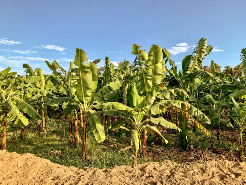 Piura: presentan innovador plan que optimiza riego y potencia la producción de banano orgánico