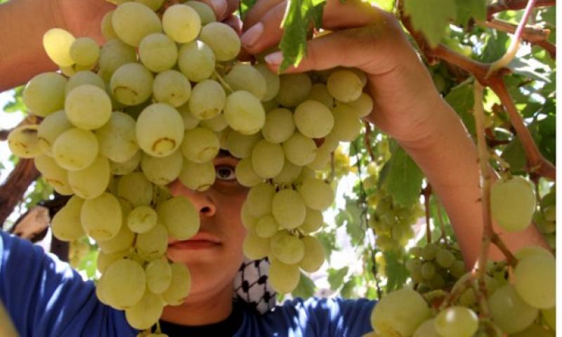 Piura: producción de uvas seedless superará a las Redglobe en esta campaña