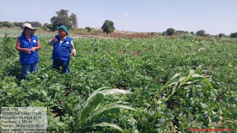 Piura: Promueven cultivo de soya en Sechura por su potencial alimentario y productivo