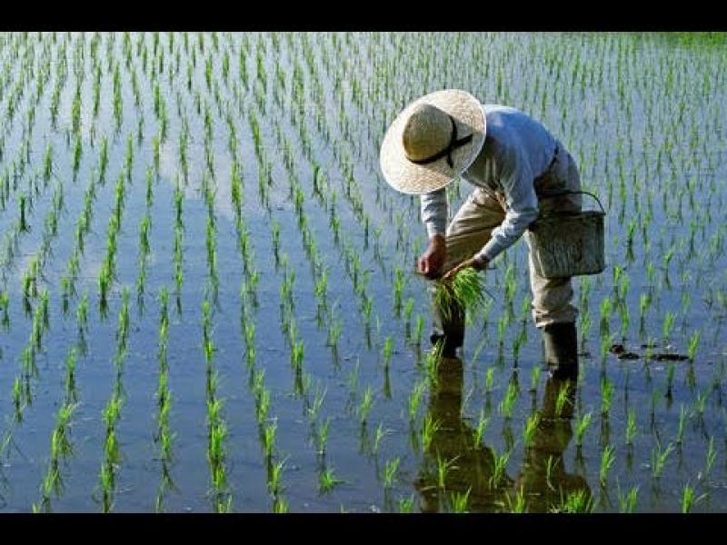 Piura: San Lorenzo instalará 6 mil hectáreas de arroz en la campaña grande