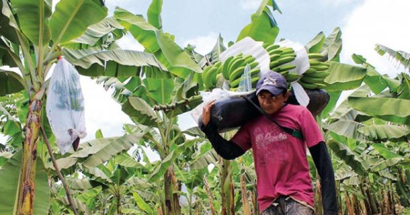 Piura: se dejan de exportar semanalmente 60 contenedores de banano orgánico, generando pérdidas por US$ 868 mil