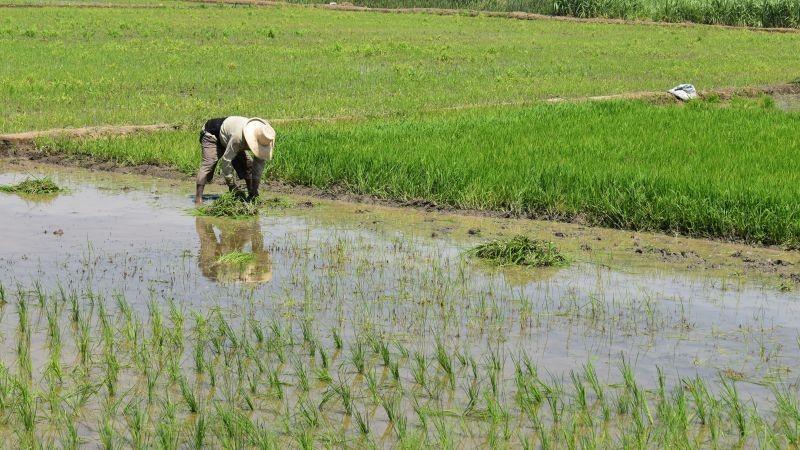 Piura superó las 534 mil toneladas de arroz en la campaña 2024–2025