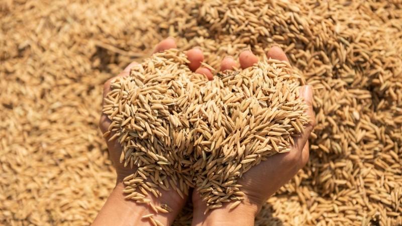 Piura, Ucayali, Cajamarca y San Martín producen el 68.9% de arroz cáscara
