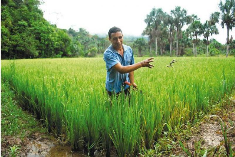 PIURA: YA SE SEMBRÓ 40% DE LA SUPERFICIE DE ARROZ PREVISTA PARA ESTA CAMPAÑA