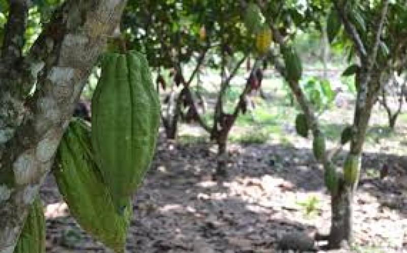 Plaga del mazorquero afecta al 30% de las plantaciones de cacao en Alto Huayabamba
