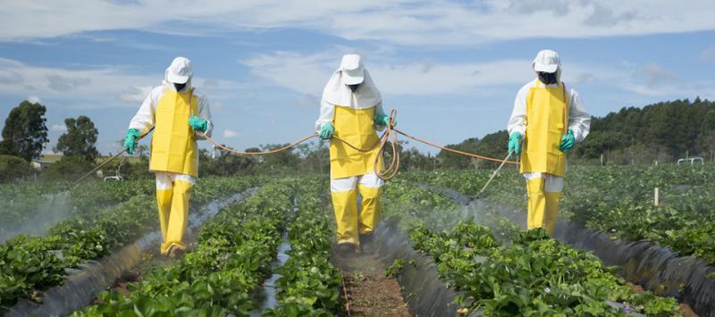 Plaguicidas químicos evitan pérdidas anuales de entre 30 y 40% de las cosechas mundiales