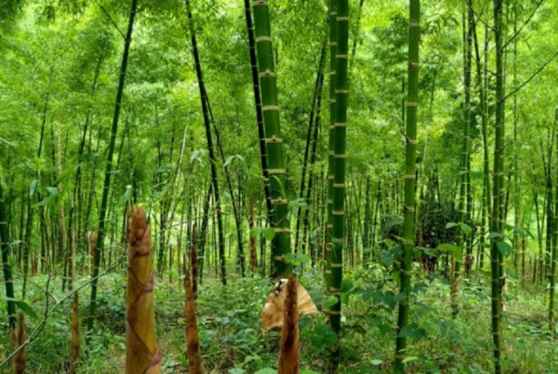 Plan Binacional Perú-Ecuador impulsa cadena de valor del bambú en zona fronteriza