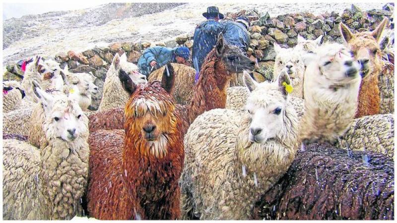 Plan de Heladas 2018 permitirá reducir entre 10% y 15% mortandad de ganado en zonas altoandinas