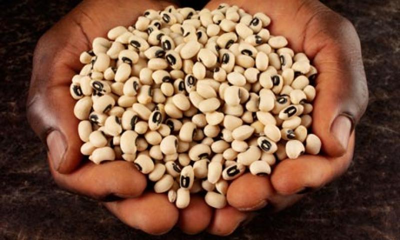 Plan de Reactivación Agraria: se inició la siembra de las primeras 50 hectáreas de frijol caupí  en Piura