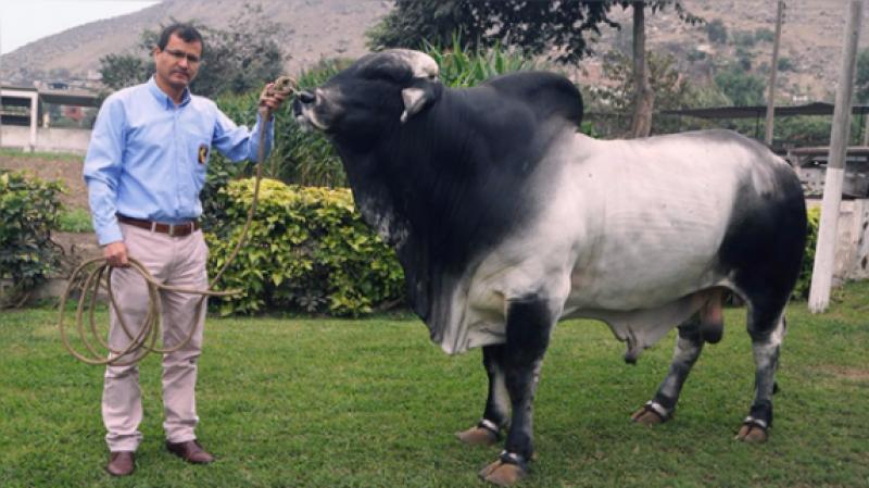 Plan ganadero intentará subir el consumo de leche fresca a 120 litros