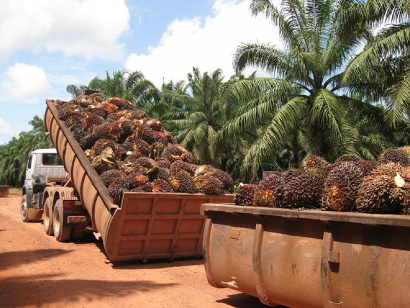 PLAN NACIONAL DE PALMA ACEITERA ESTARÍA LISTO EL PRIMER SEMESTRE DE 2015