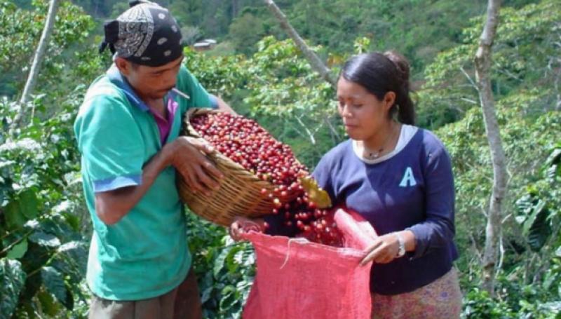 Plan Nacional del Café apuesta por garantizar la sostenibilidad de su cultivo en el Perú