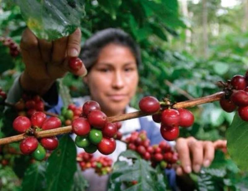 Plan Nacional del Café empodera a mujeres para asegurar futuro sostenible de este cultivo