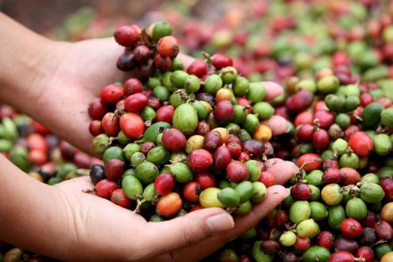 PLAN PARA RENOVAR 80 MIL HAS DE CAFÉ BENEFICIARÁ A 40 MIL PRODUCTORES