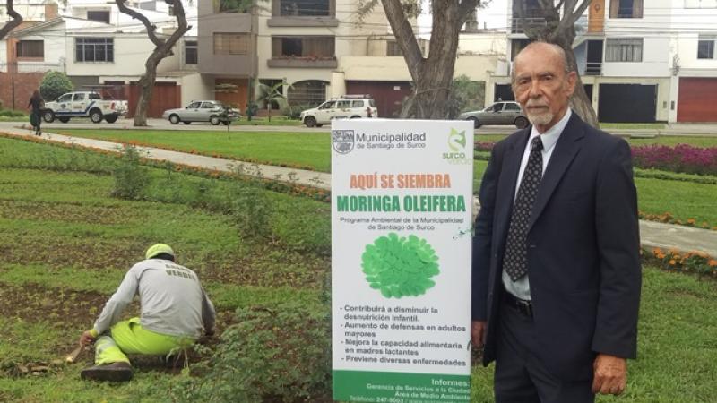 PLANTA CON ALTO CONTENIDO PROTÉICO ES SEMBRADA EN PARQUES DE SURCO