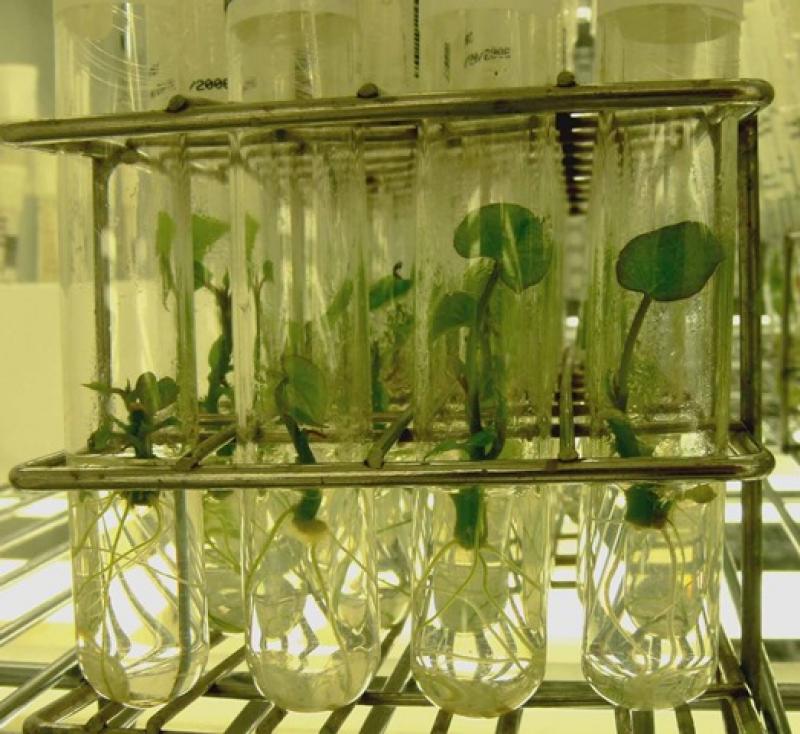 PLANTAS IN VITRO: ALTERNATIVA A MEDIANO Y LARGO PLAZO PARA CAPEAR EFECTOS DEL FENÓMENO DE EL NIÑO