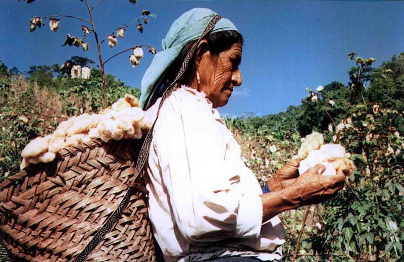 ¿Podría el retorno al cultivo de algodón mejorar los bajos precios de la pequeña agricultura?