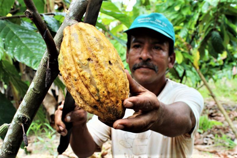 Ponen en marcha ambicioso proyecto de cacao orgánico en cuatro regiones