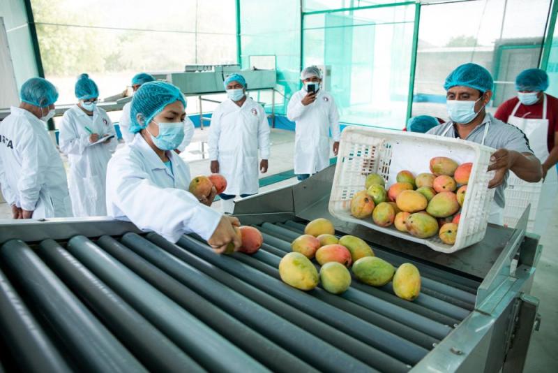 Ponen en marcha planta procesadora de mango congelado en Piura