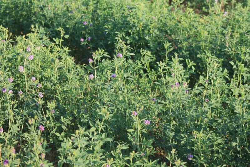 Ponen en marcha primeras mil hectáreas de alfalfa dormante en Ayacucho