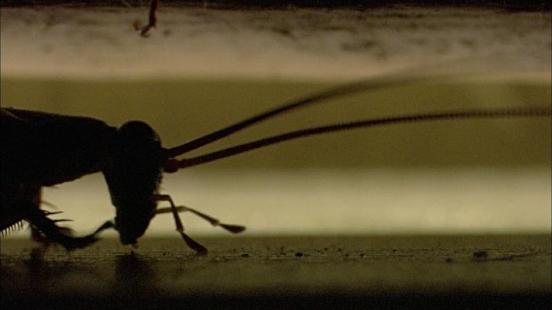 Por qué China cría seis millones de cucarachas por año